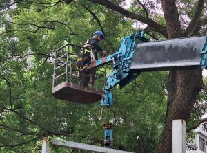 Cắt tỉa cây xanh