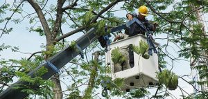 phương pháp cắt tỉa cây xanh