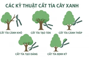 Các kỹ thuật cắt tỉa cây xanh