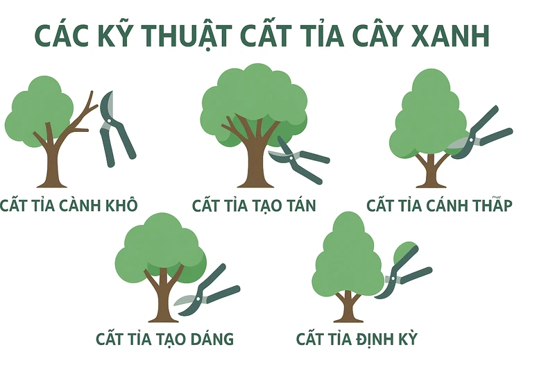 Các kỹ thuật cắt tỉa cây xanh