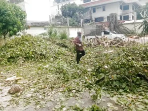 Kỹ thuật cắt tỉa cây xanh