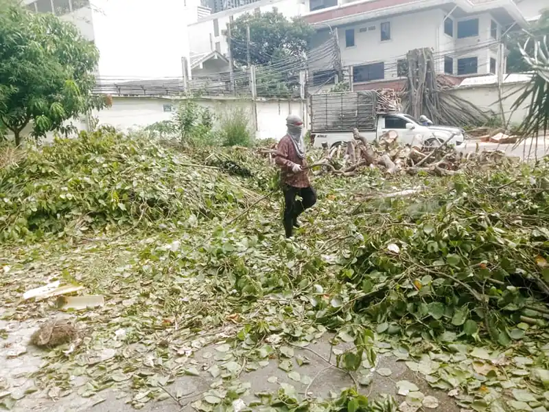 Kỹ thuật cắt tỉa cây xanh